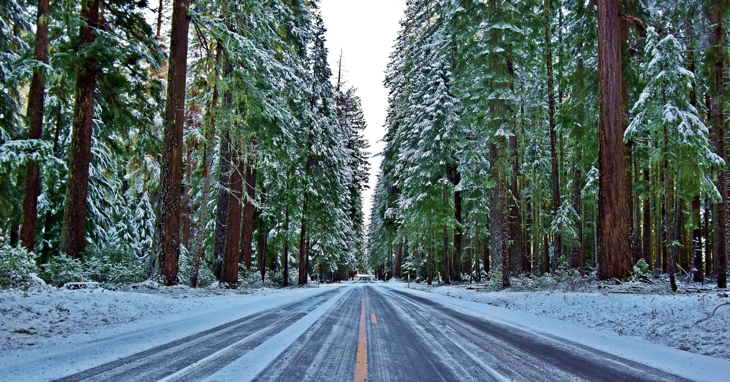 A road through snow-covered evergreen trees